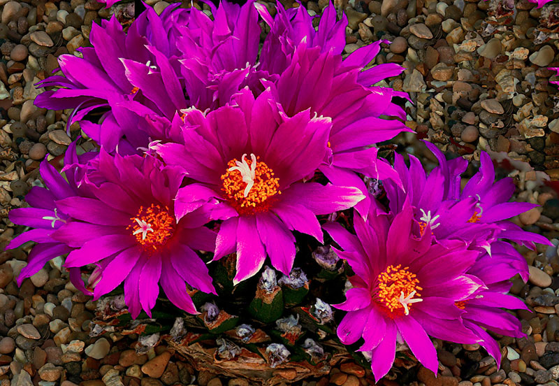 Ariocarpus agavoides